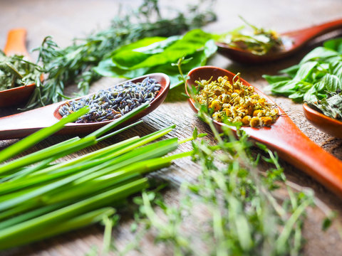 オーガニックハーブ大全｜自律神経・腸内環境・メンタルケアに効く使い方ガイド