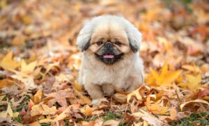 妊娠中にスクラロースを摂取しても安全ですか？