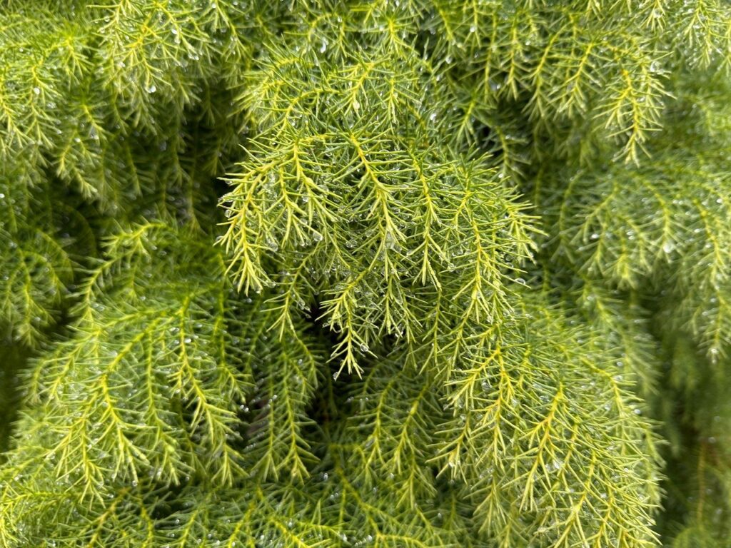 有機JASマークの意味とは？