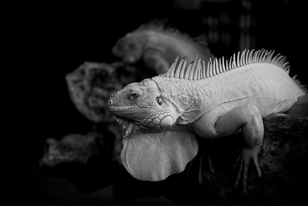 白だしの用途にはどんな料理があるの？