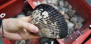 白だし無添加の市販品はどこで買える？