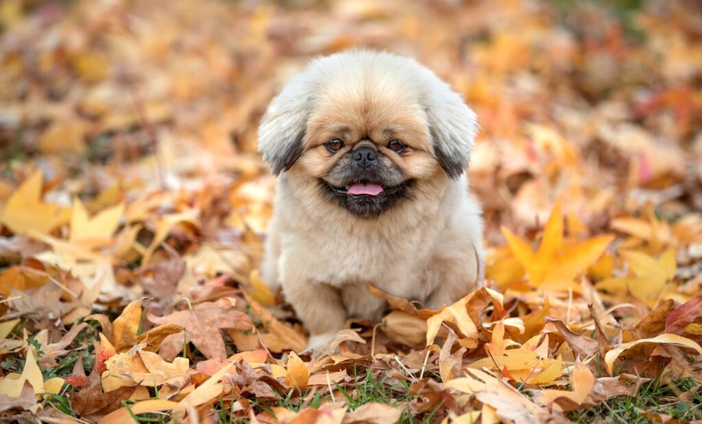 ボタニカルとは何か、初心者にもわかりやすく解説しますか？