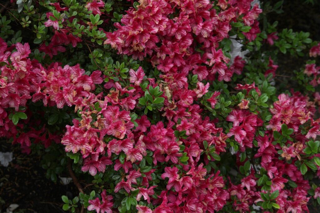 ボタニカルとは何か？その魅力と楽しみ方を解説しますか？