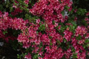 ボタニカルとは何か？その魅力と楽しみ方を解説しますか？