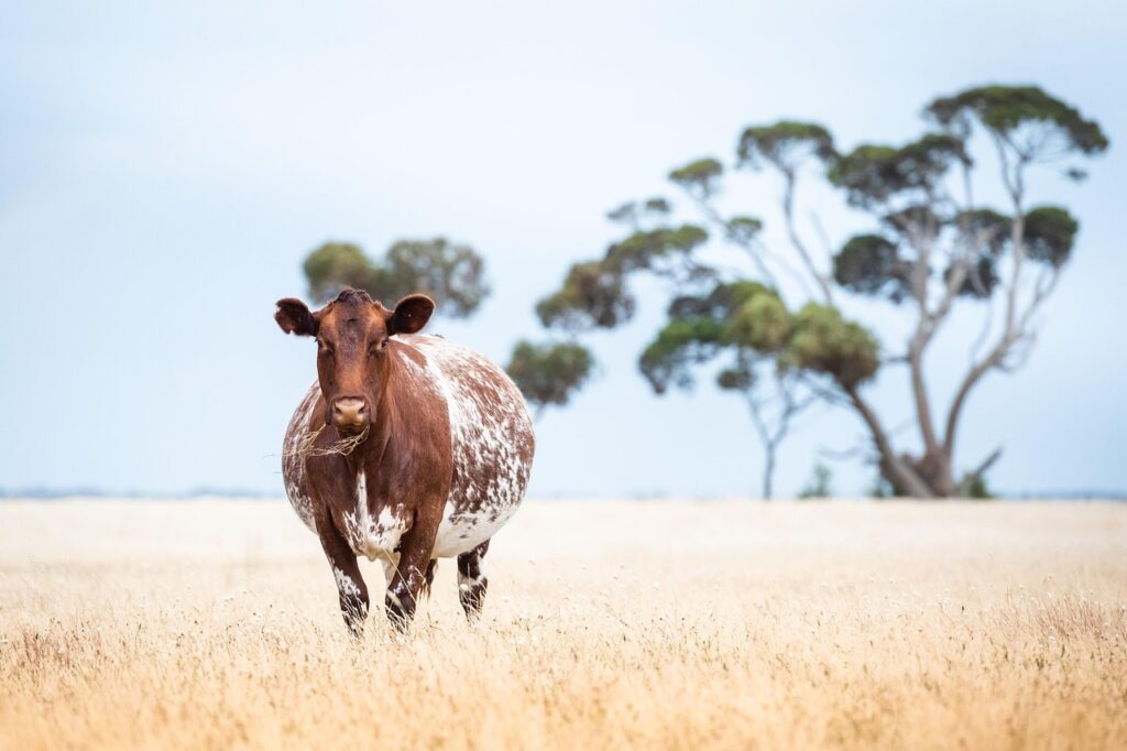 妊娠中に気をつけるべき添加物の影響とは？