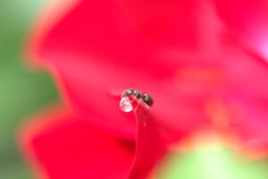 液糖とはどのような成分で、どのように利用されるのか？