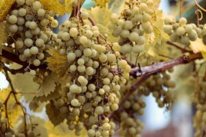 オーガニックカレーの簡単な作り方は？