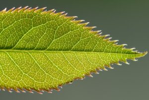 有機JASの見分け方をスーパーで確認するポイントは？