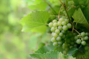 オーガニック食生活を見直すべき理由とは？